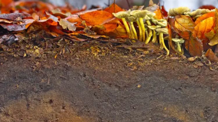 UNESCO cảnh báo nguy cơ suy thoái đất toàn cầu. Ảnh: Y. Kniese & C. Dahlhaus, TERRA.vita Soil Atlas