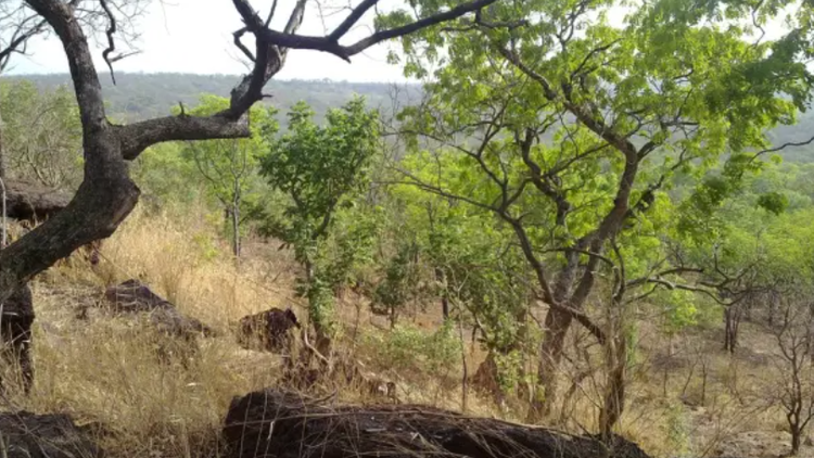 Vườn quốc gia Niokolo-Koba được đưa ra khỏi danh sách Di sản Thế giới đang bị đe dọa. Ảnh: UNESCO