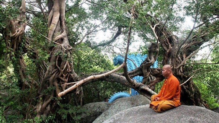 Hai trong số 11 thân cây đa sộp tại Tịnh xá Ngọc Vạn, xã Vạn Phước, huyện Vạn Ninh