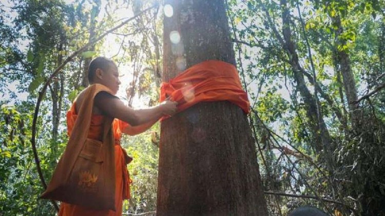 Chiến binh bảo vệ môi trường: Nhà sư Phật giáo và lễ quy y cho cây