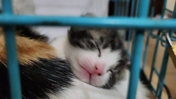 Nuôi một con mèo sẽ khiến bạn trở nên rất dịu dàng