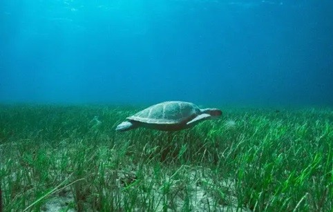 Ngày Cỏ biển Thế giới 1/3: Hành động cần thiết để bảo vệ hệ sinh thái biển quý giá