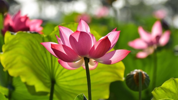 Phải thiệt thòi thì mới giữ được giới và tạo được các công đức