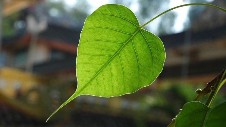 Đạo Phật là nghệ thuật để sống an vui