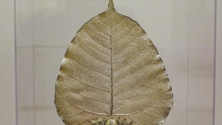 Chiếc lá cao chừng 25cm, rộng gần 20cm.