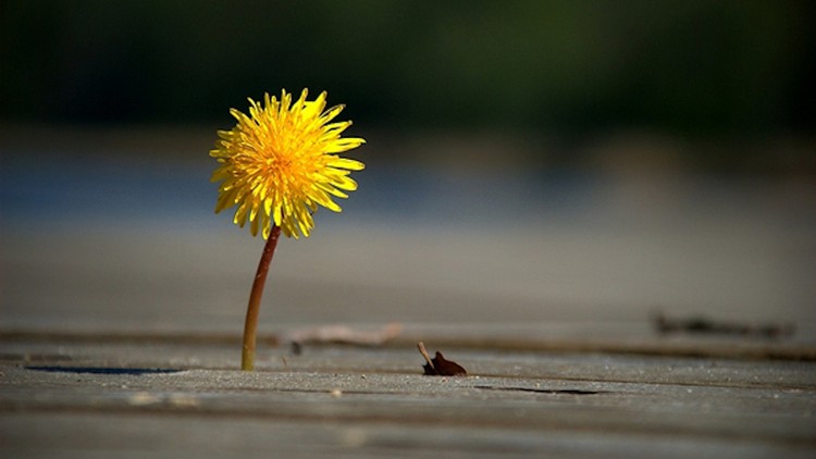 Hãy sống chân thành để gieo tiếp những nhân duyên thiện lành