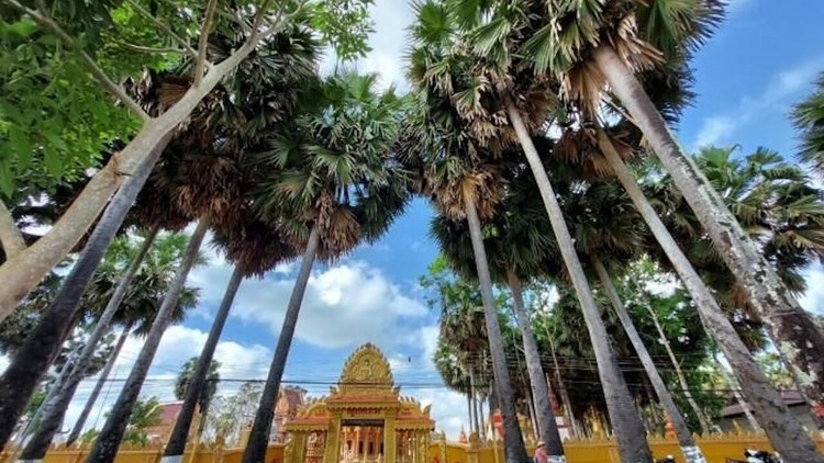 Chiêm ngưỡng vẻ đẹp của ngôi chùa cổ ở Sóc Trăng với vườn thốt nốt trăm năm tuổi