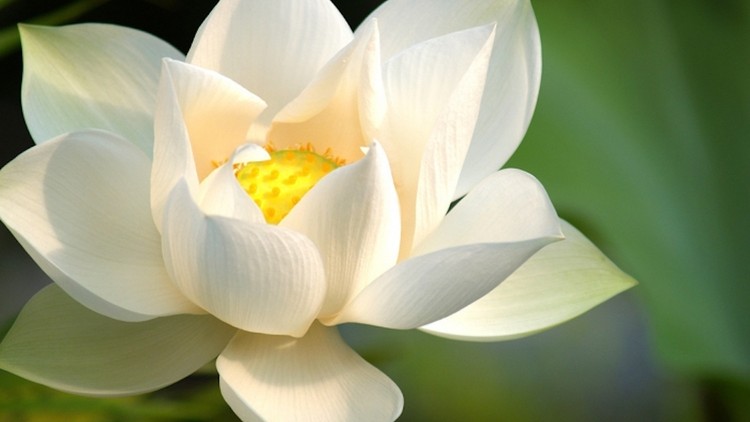 Hãy cảm ơn những thuận duyên và nghịch ý trong cuộc đời