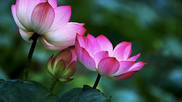 Những ý nghĩa của biểu tượng hoa sen trong đạo Phật