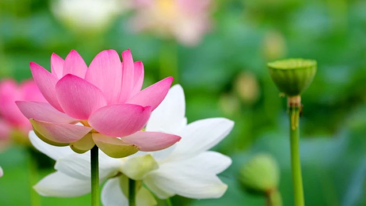 Tìm thấy bình an trong bất an