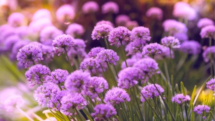 Hạnh phúc hiện hữu quanh ta