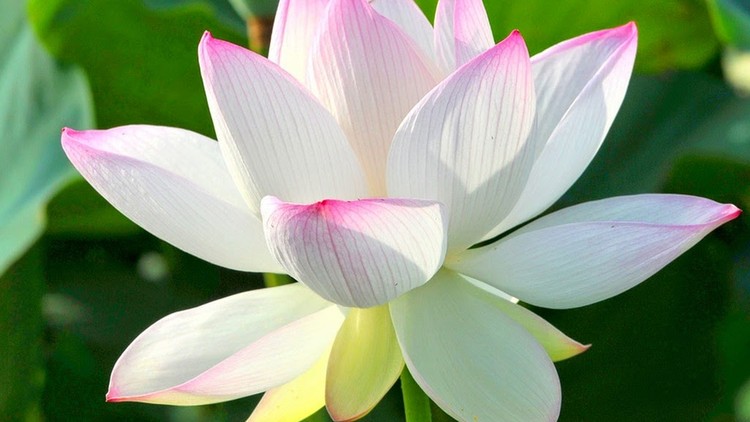 Hạnh phúc ở lòng người biết buông những ước mong của cội nguồn tham ái