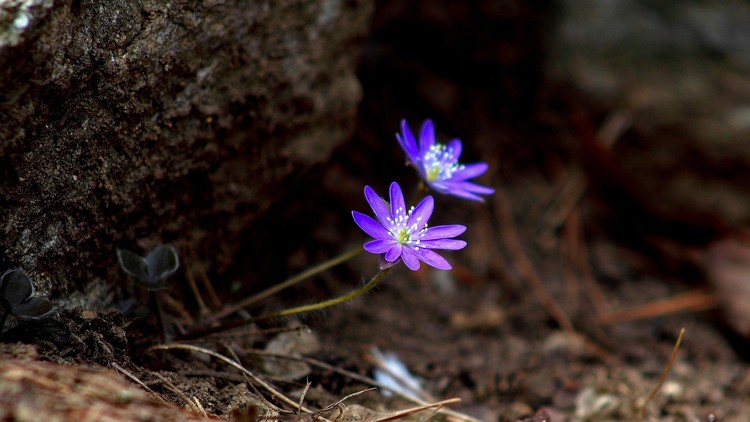 Lắng nghe hơi thở
