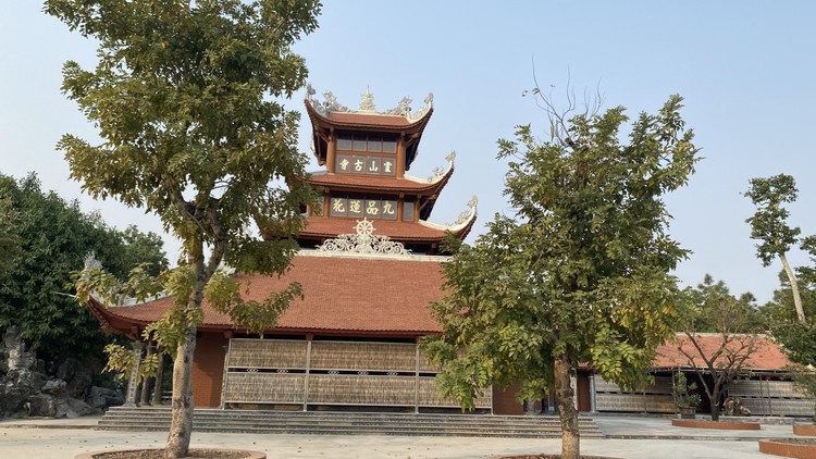 Cây tùng cổ 700 tuổi tỏa bóng mát che chùa Linh Sơn