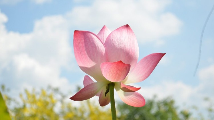 Hãy từ bi bằng trí tuệ