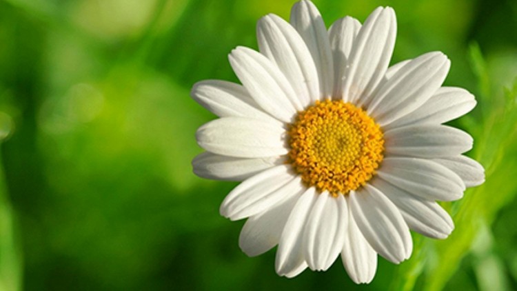 Sống trọn vẹn nhận biết, ta đã sống với cái hoàn hảo nhất của cuộc đời