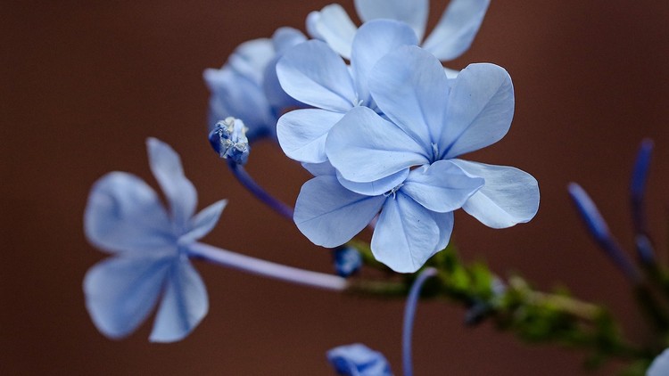 Tết chữa lành - Tết làm lành