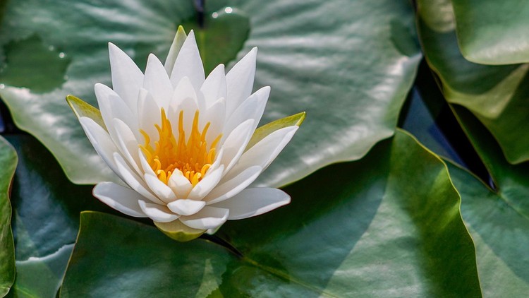  Sống tỉnh thức, tâm an lạc