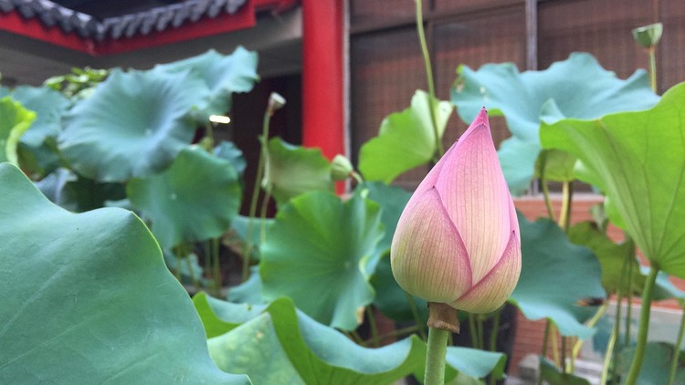 Đừng để oán hận trói buộc bạn