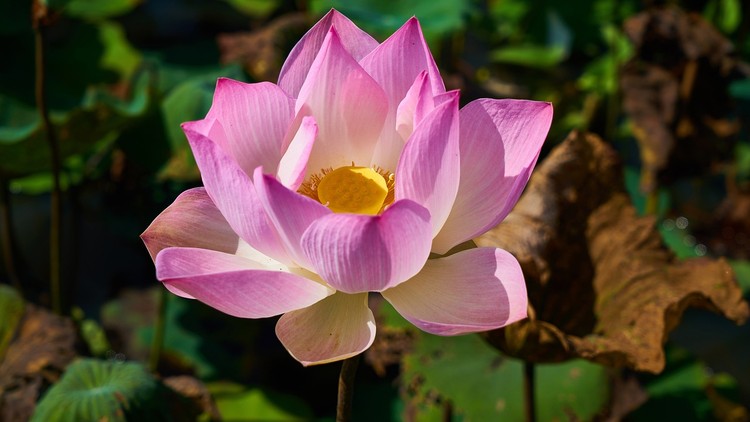 Thân như bọt nước giữa dòng