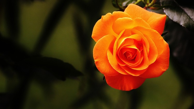 Nghệ thuật sống hạnh phúc