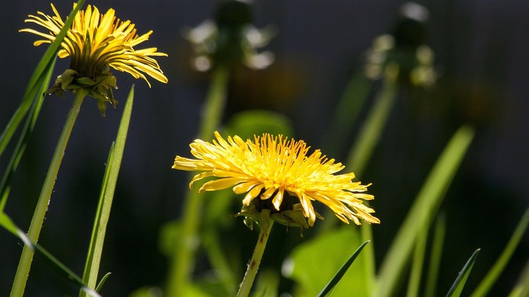 Sự tiến hóa nào cũng cần đánh đổi