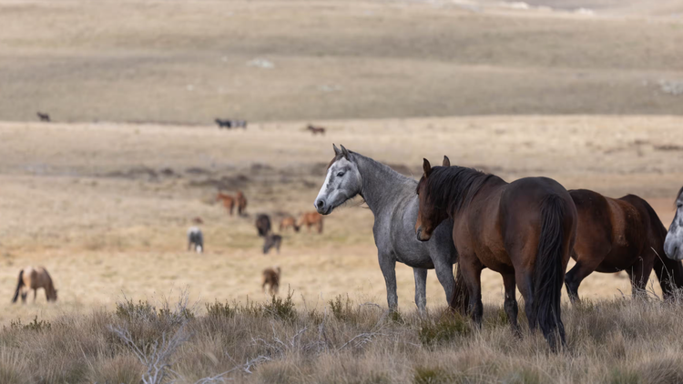 Hơn 5.000 ngựa hoang bị tiêu hủy tại Vườn quốc gia Kosciuszko. Ảnh: Mike Bowers/The Guardian