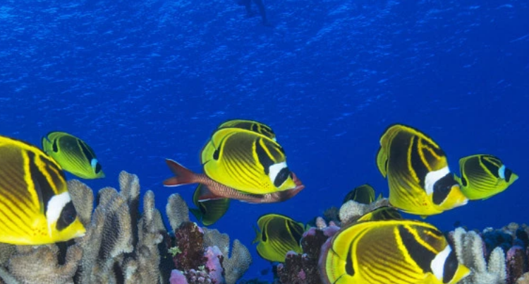 UNESCO khởi động kế hoạch khẩn cấp tăng cường khả năng phục hồi của các rạn san hô Di sản Thế giới