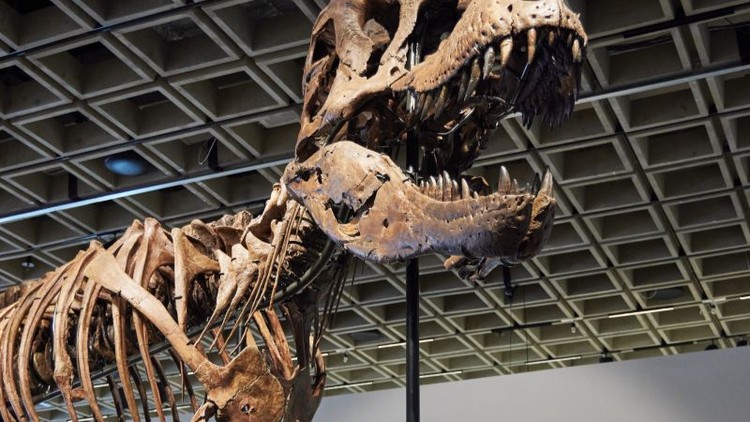T. rex 67 triệu năm tuổi trưng bày tại New York trước phiên đấu giá của Sotheby's