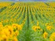 Cánh đồng hướng dương của trang trại TH mở cửa đón khách tham quan từ 16/12/2025