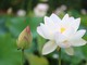 Sống an vui hạnh phúc
