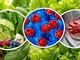 Mỹ ghi nhận hơn 11.000 ca nhiễm cyclospora tại nhiều bang