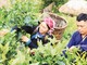 Chị Vàng Thị Thông giới thiệu trải nghiệm hái chè khi đến Bản Liền.