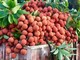 Vải thiều tươi của Việt Nam chinh phục thị trường Hoa Kỳ