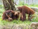 Chú đười ươi Sumatra ra đời vào tháng 7/2026 tại Vinpearl Safari