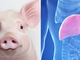 Gan lợn biến đổi gene mở ra hướng đi mới trong điều trị suy gan cấp