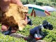 Nắng nóng hiếm gặp bao trùm châu Á, khoai tây "chín nhừ" trong đất