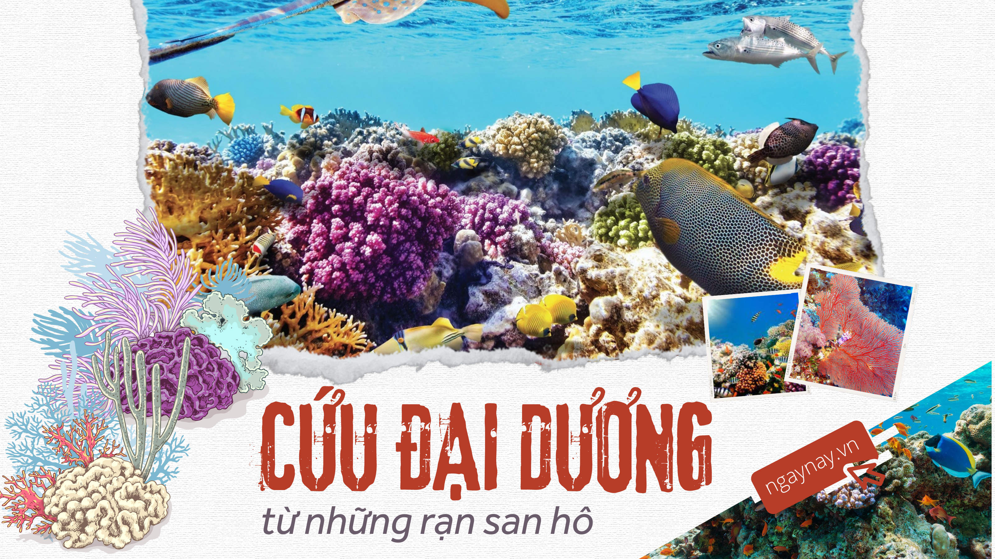 ‘Sức khỏe’ đại dương đang gặp nguy hiểm - Bài 2: Cứu đại dương bắt đầu từ những rạn san hô