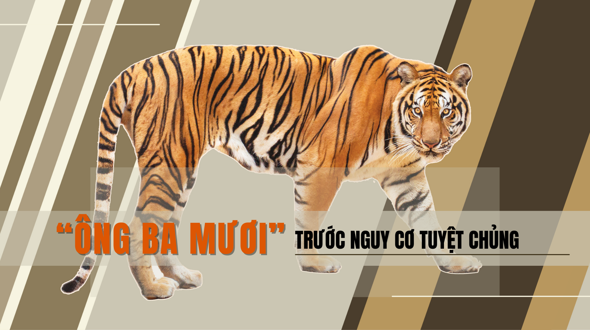 “Ông ba mươi” trước nguy cơ tuyệt chủng