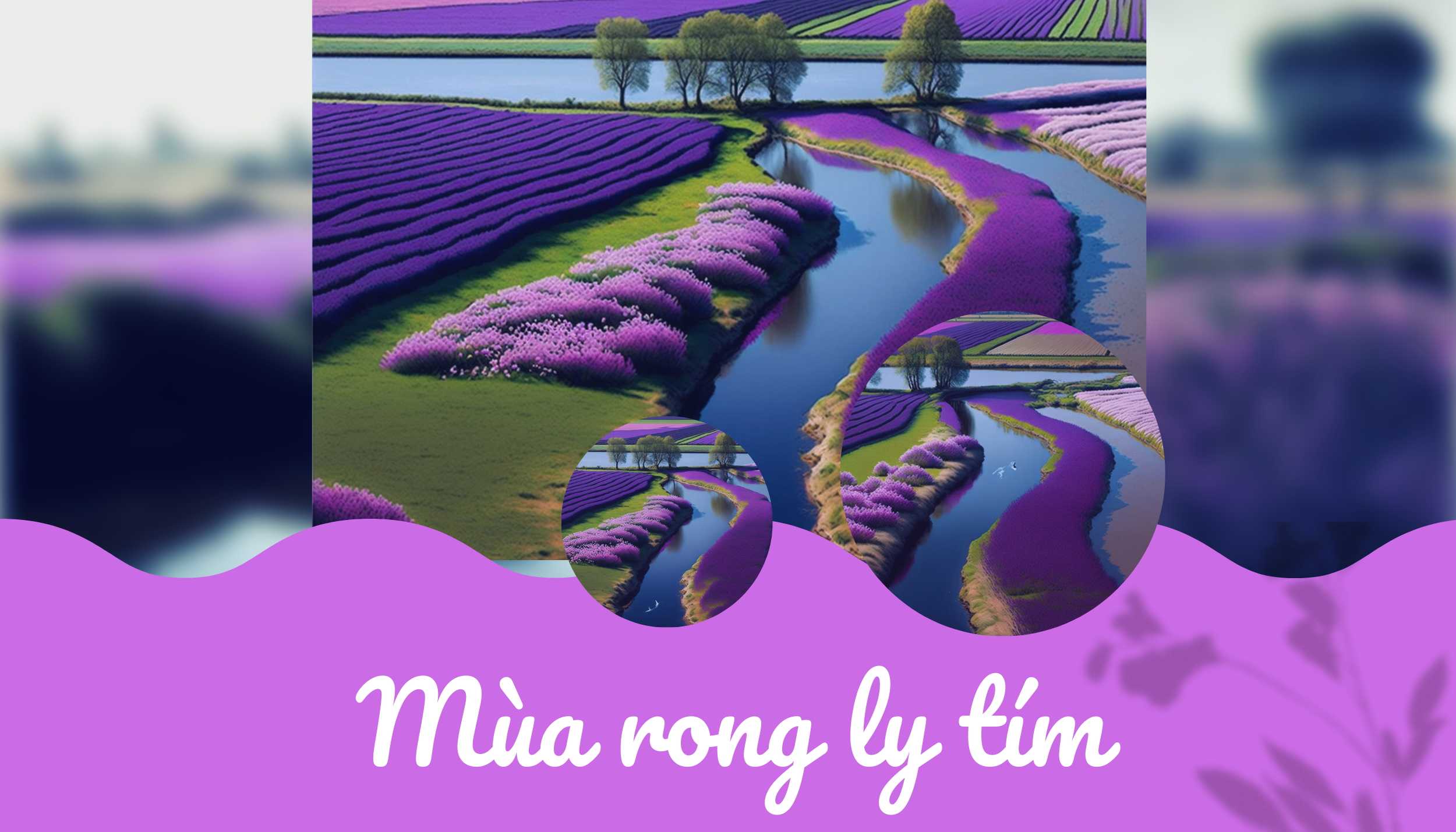 Mùa rong ly tím