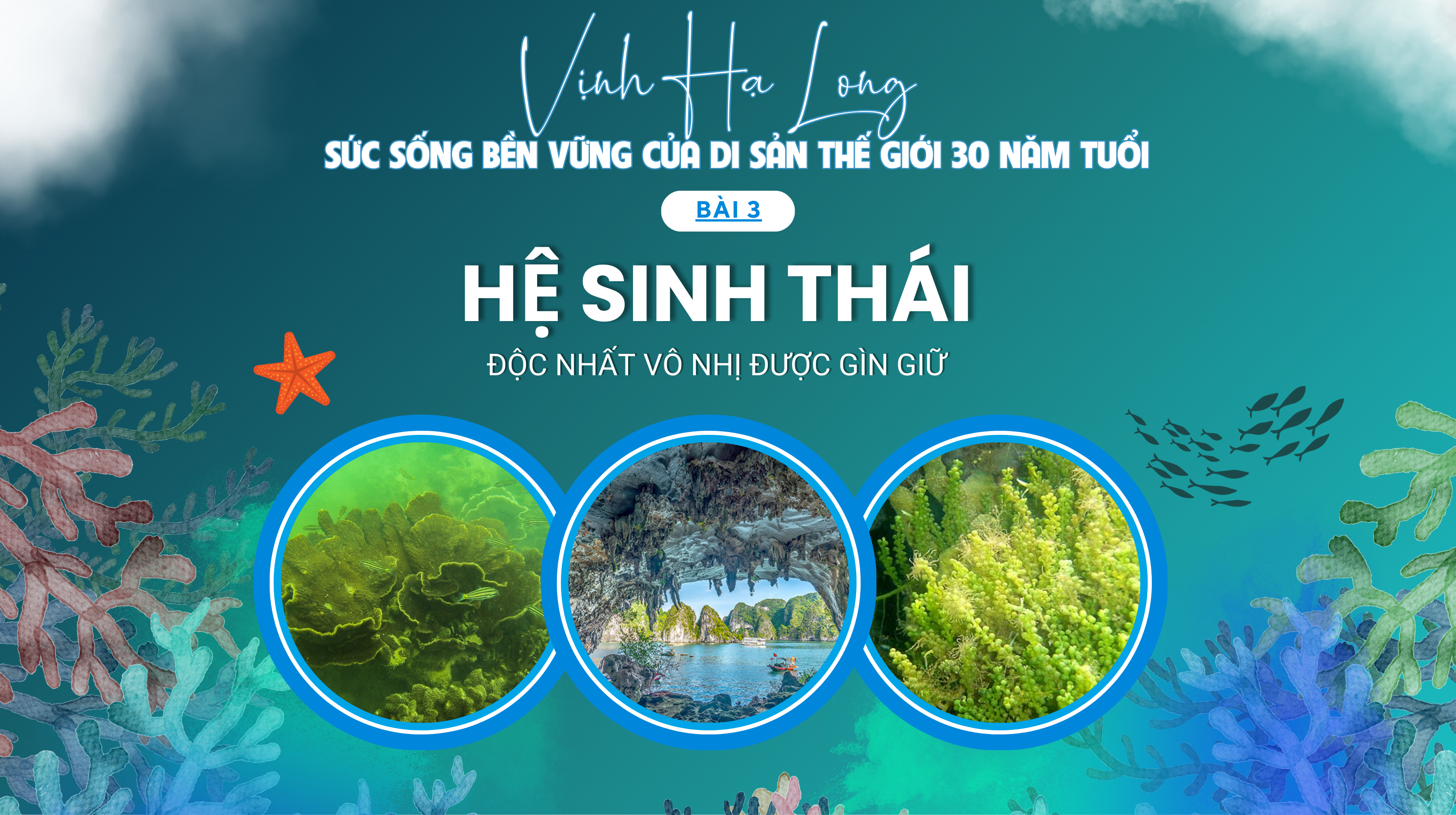 Vịnh Hạ Long: Sức sống bền vững của di sản thế giới 30 năm tuổi - Bài 3: Hệ sinh thái độc nhất vô nhị được gìn giữ