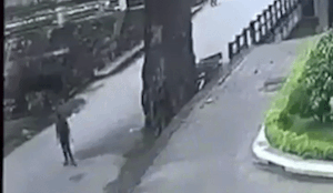 Nam thanh niên tử vong do bị cành cây rơi trúng người