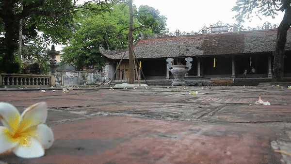 Chùa cổ có loài sen đất độc nhất vô nhị ở Việt Nam