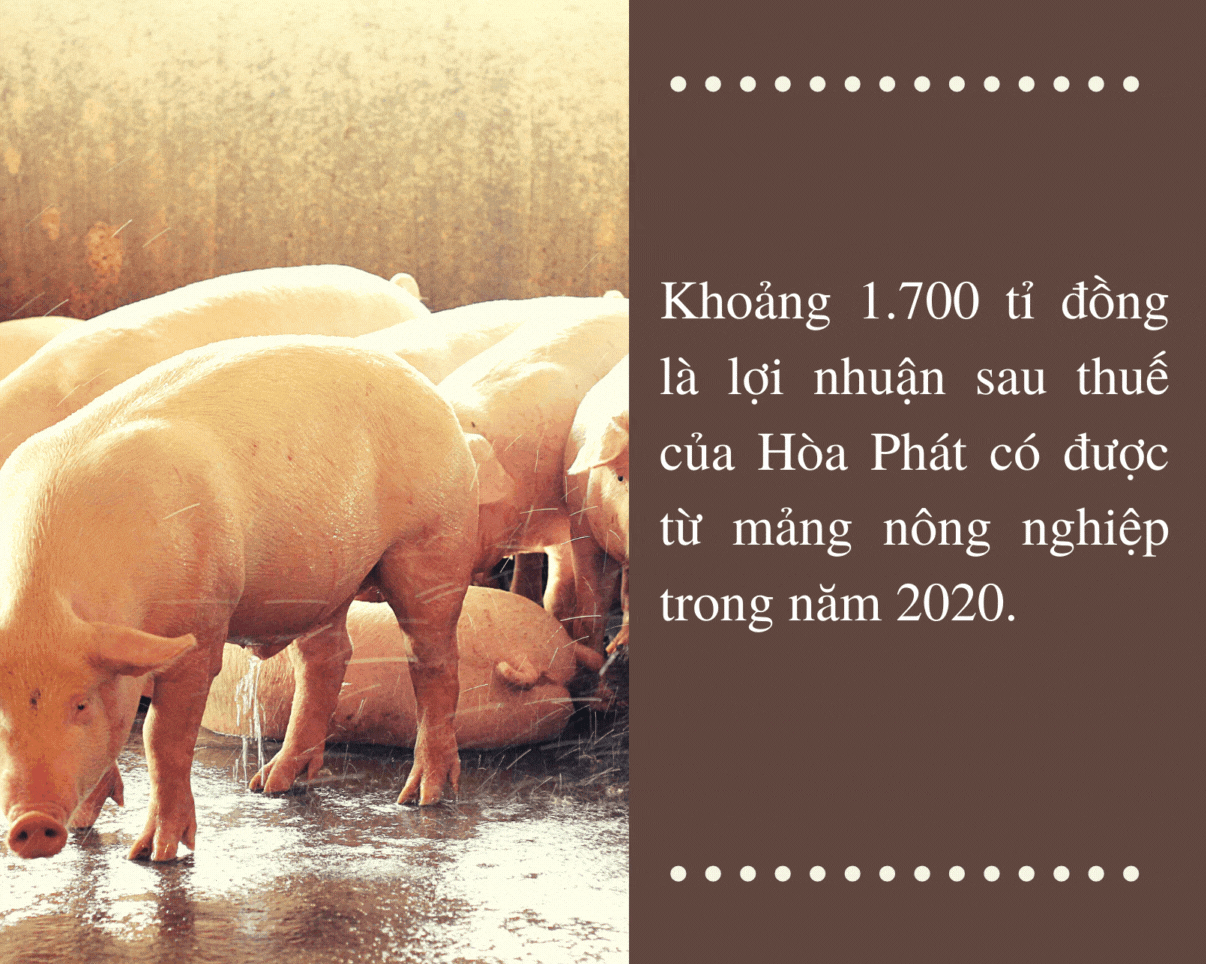 Hòa Phát, chiếc đũa thần thép và mảnh ghép chăn nuôi ảnh 9