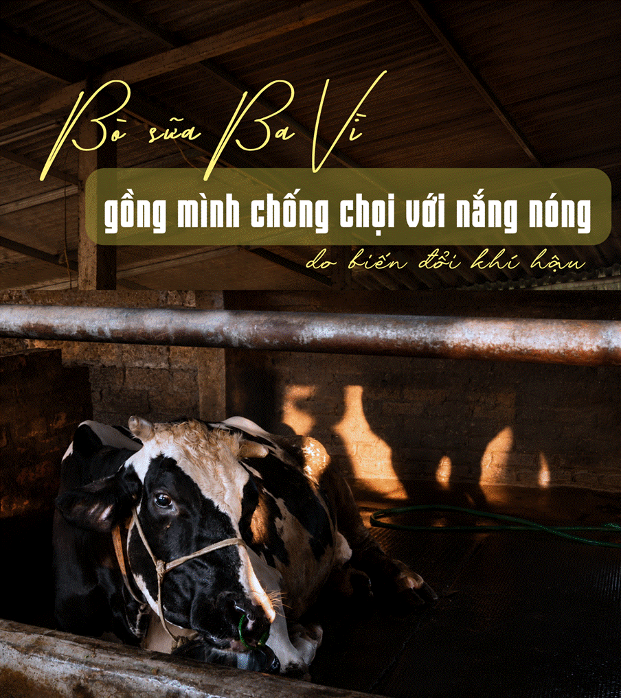 Bò sữa Ba Vì gồng mình chống chọi với nắng nóng do biến đổi khí hậu
