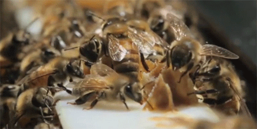 Bạn biết gì về côn trùng - sinh vật phổ biến nhất trên trái đất?