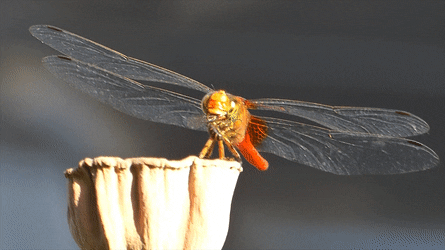 Khi còn đang ở giai đoạn ấu trùng, loài chuồn chuồn sống ở đâu?