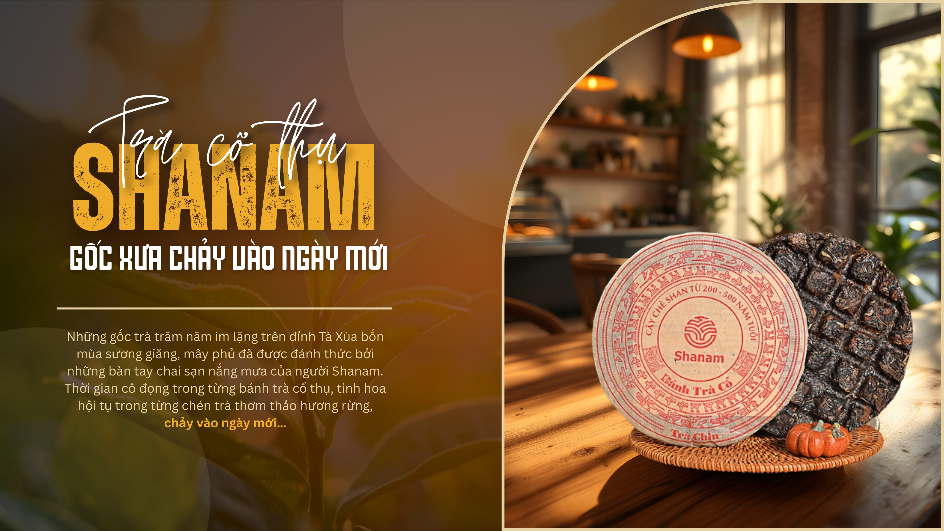 Trà cổ thụ Shanam - Gốc xưa chảy vào ngày mới