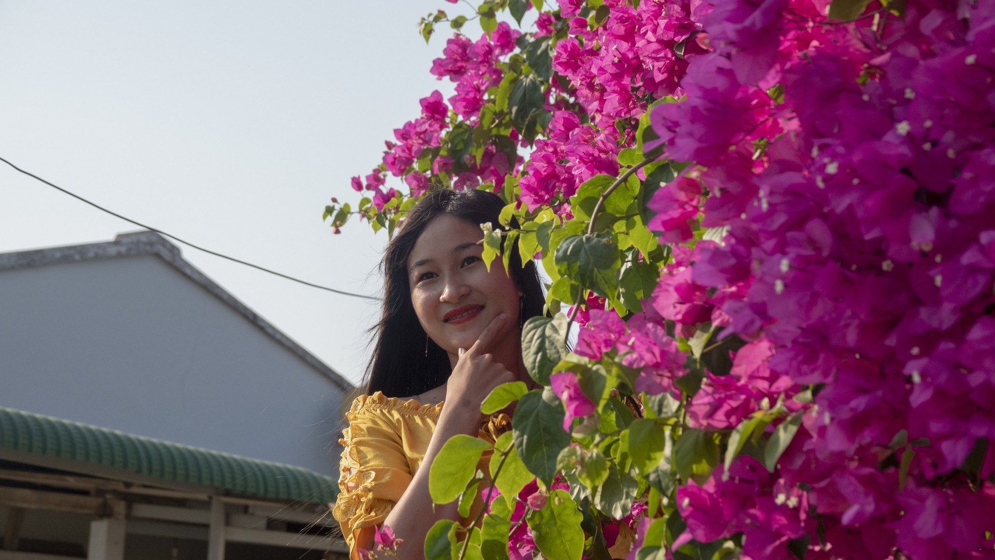 Chiêm ngưỡng 'cụ' hoa giấy trăm triệu ở đảo Lý Sơn ảnh 8