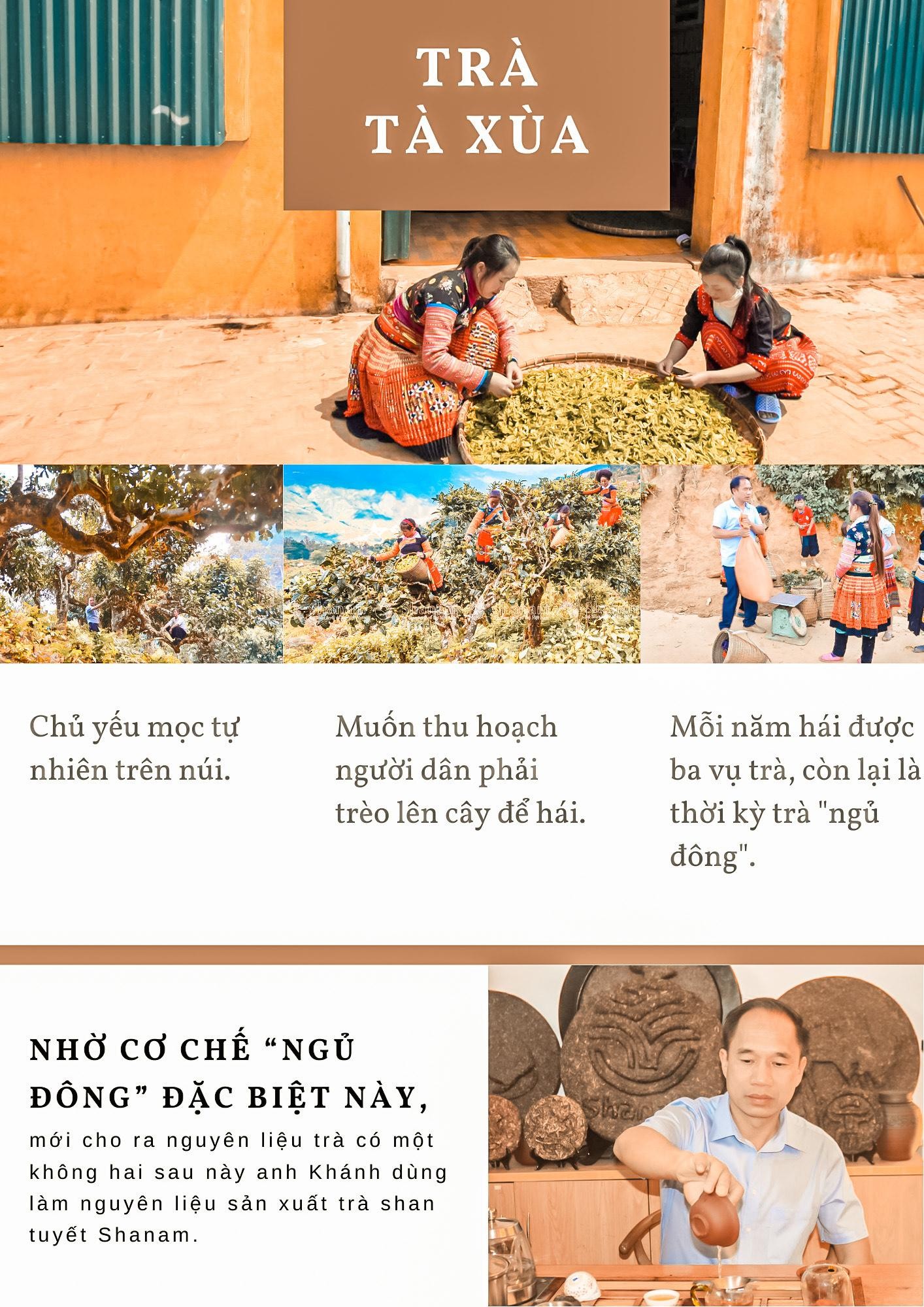 Cốt cách trà ảnh 4